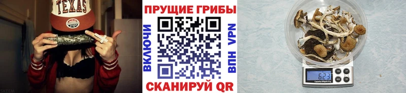 Псилоцибиновые грибы MAGIC MUSHROOMS  где купить наркоту  Гдов 